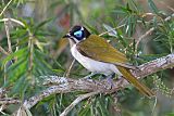 Blue-faced Honeyeaterborder=